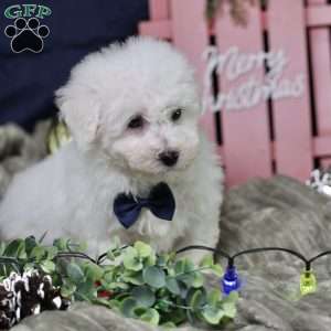 Peppermint (tiny), Bichon Frise Puppy